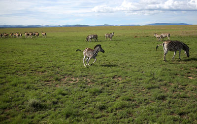 Horses in a field