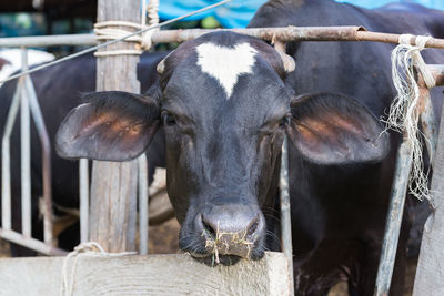 Portrait of cow