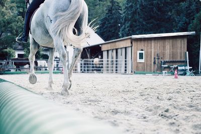 Horse in sand