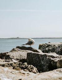 Seagull perching on rock against sea