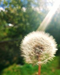 Close-up of dandelion against blurred background