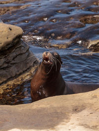 Close-up of sea lion on shore