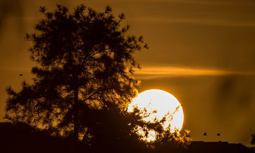 Silhouette of trees at sunset