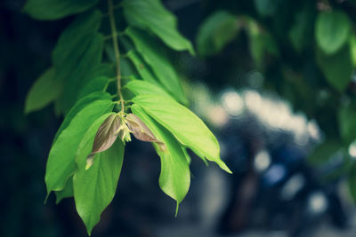 Close-up of green leaves on plant