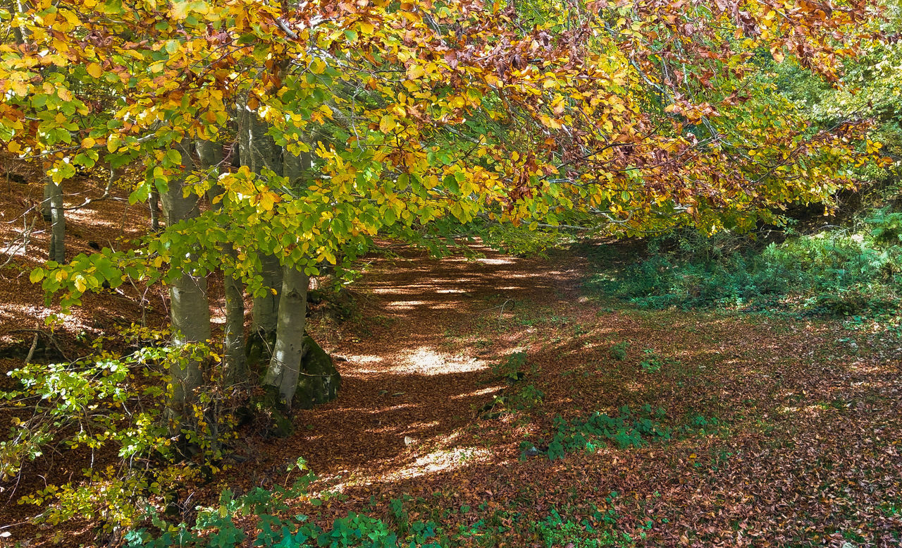 FOOTPATH AMIDST TREES DURING AUTUMN