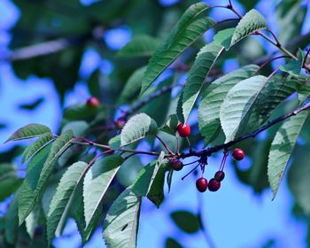 Close-up of berries growing on tree