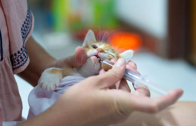 Close-up of hand holding cat