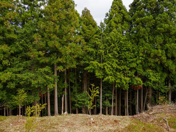 Trees in forest against sky