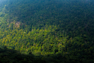 High angle view of trees in forest