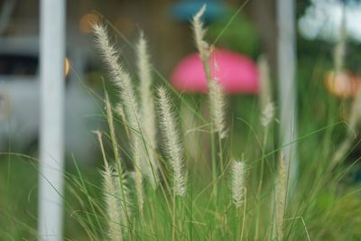 Close-up of pink flowering plants on field