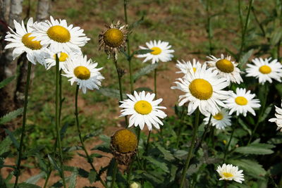 Close-up of white daisy flowers