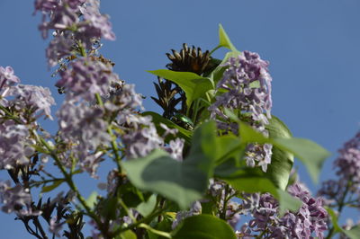 Low angle view of flowers blooming against sky