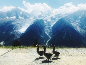 Flock of birds on mountain