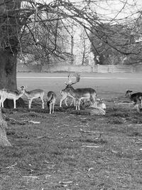 Deer standing in a field