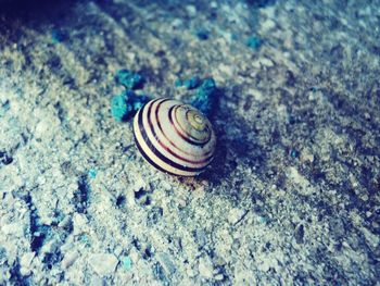 Close-up of seashell