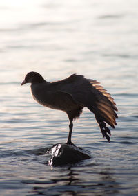 Bird stretching on a rock lake