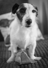 Close-up portrait of puppy sitting at home