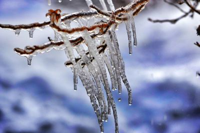 Close-up of frost on snow