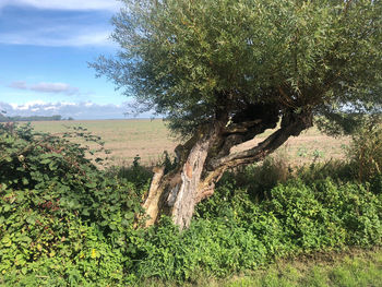 Dead tree on field against sky