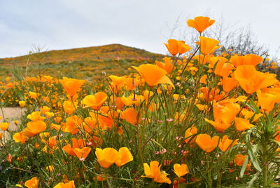 Close-up of yellow flowering plants on field