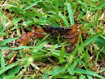 Close-up of insect on grass