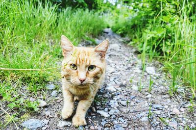 Portrait of cat