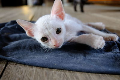 Close-up portrait of a cat