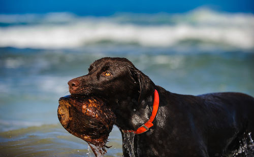 Close-up of black dog against sea