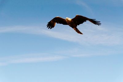 Low angle view of eagle flying mid air