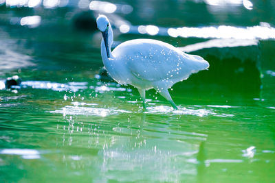 Swan swimming in lake