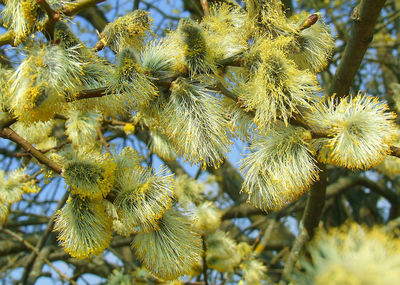 Close-up of plants