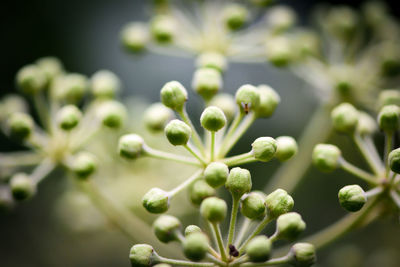 Close-up of succulent plant growing outdoors