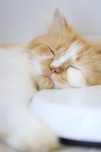 Cat sleeping on bed