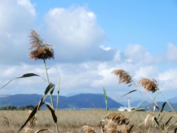 Close-up of plant on field against sky