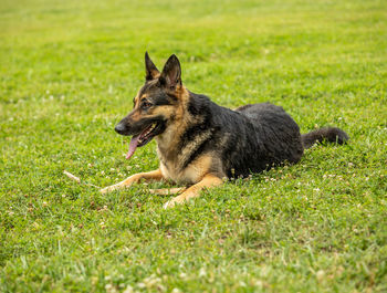 View of dog running on grassy field