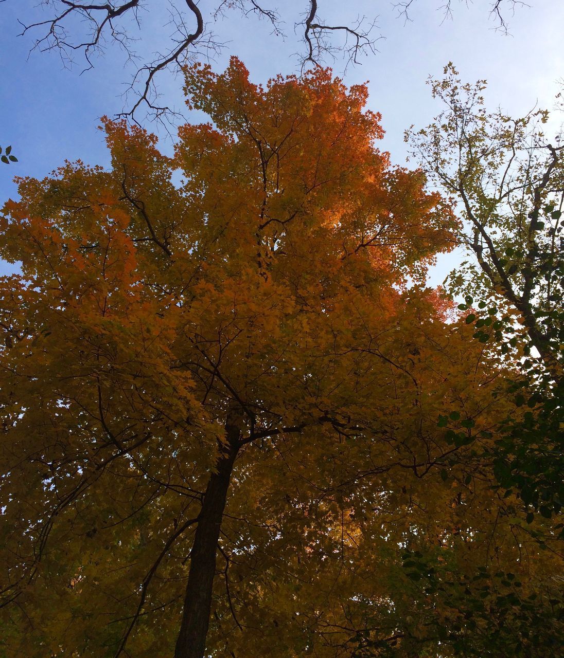 LOW ANGLE VIEW OF TREES IN FOREST AGAINST SKY