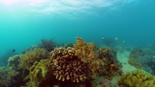 Tropical seascape underwater life. tropical underwater sea fish. philippines.