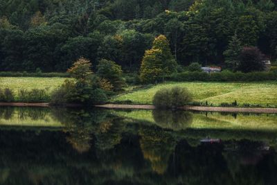 Scenic view of lake in forest