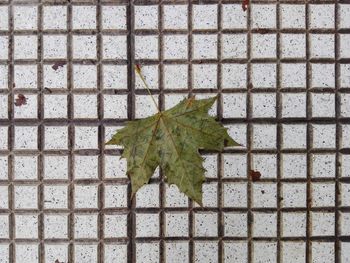 High angle view of maple leaf on floor