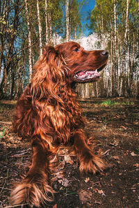 Dog looking away on field