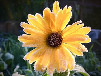 Close-up of yellow flower blooming outdoors