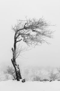 Bare tree on snow covered field against sky