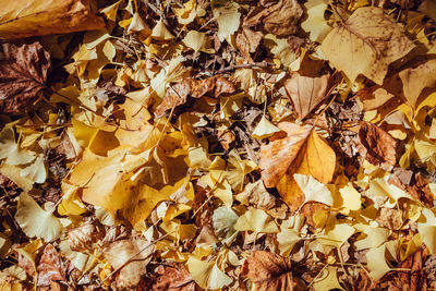 Full frame shot of dried autumn leaves