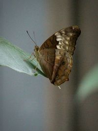 Close-up of butterfly on leaf