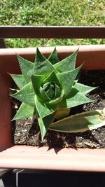 Close-up of succulent plant