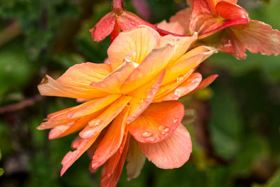 Close-up of orange day lily