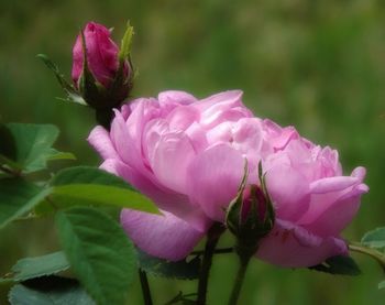 Close-up of pink flower