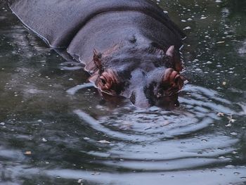 High angle view of hippopotamus in water