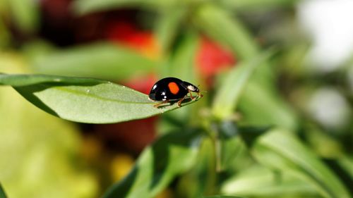 Close-up of ladybug on leaf