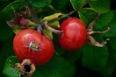 Close-up of strawberry on plant